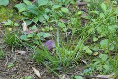 Juncus prismatocarpus leschenaultii