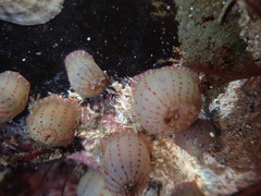 Anthopleura mariae