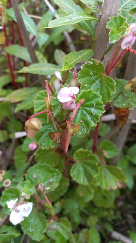 Image of Begonia fischeri by (c) JG, some rights reserved (CC BY)