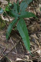 Coniogramme intermedia