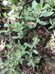 Arctostaphylos columbiana