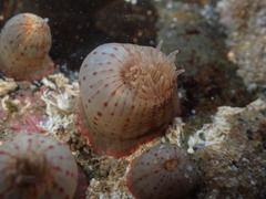 Anthopleura mariae