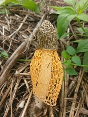 Phallus luteus