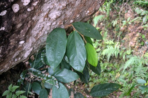 Pterospermum javanicum, photograph 2