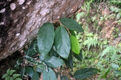 Pterospermum javanicum, photograph Andreas Christian Yudhistira, CC BY, iNaturalist via GBIF