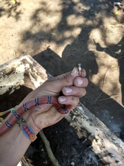 Lampropeltis abnorma