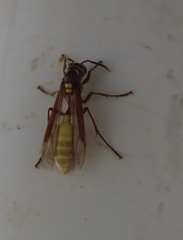 Apoica pallens image