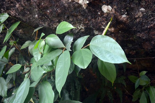 Pterospermum javanicum, photograph 3