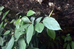 Pterospermum javanicum, photograph Andreas Christian Yudhistira, CC BY, iNaturalist via GBIF