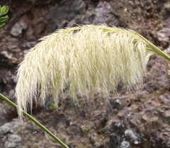 Austroderia splendens