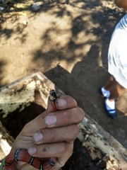 Lampropeltis abnorma