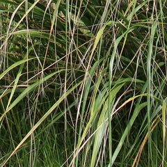 Austroderia splendens