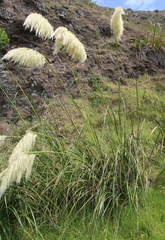 Austroderia splendens