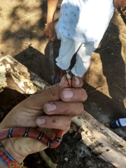 Lampropeltis abnorma