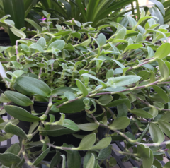 Tradescantia sillamontana