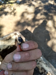 Lampropeltis abnorma