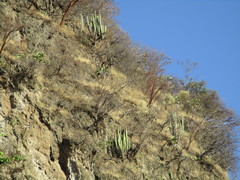 Isolatocereus dumortieri