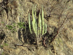 Isolatocereus dumortieri