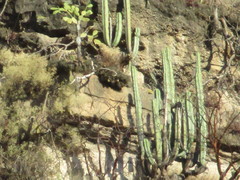 Isolatocereus dumortieri