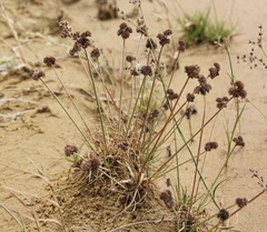 Juncus sonderianus