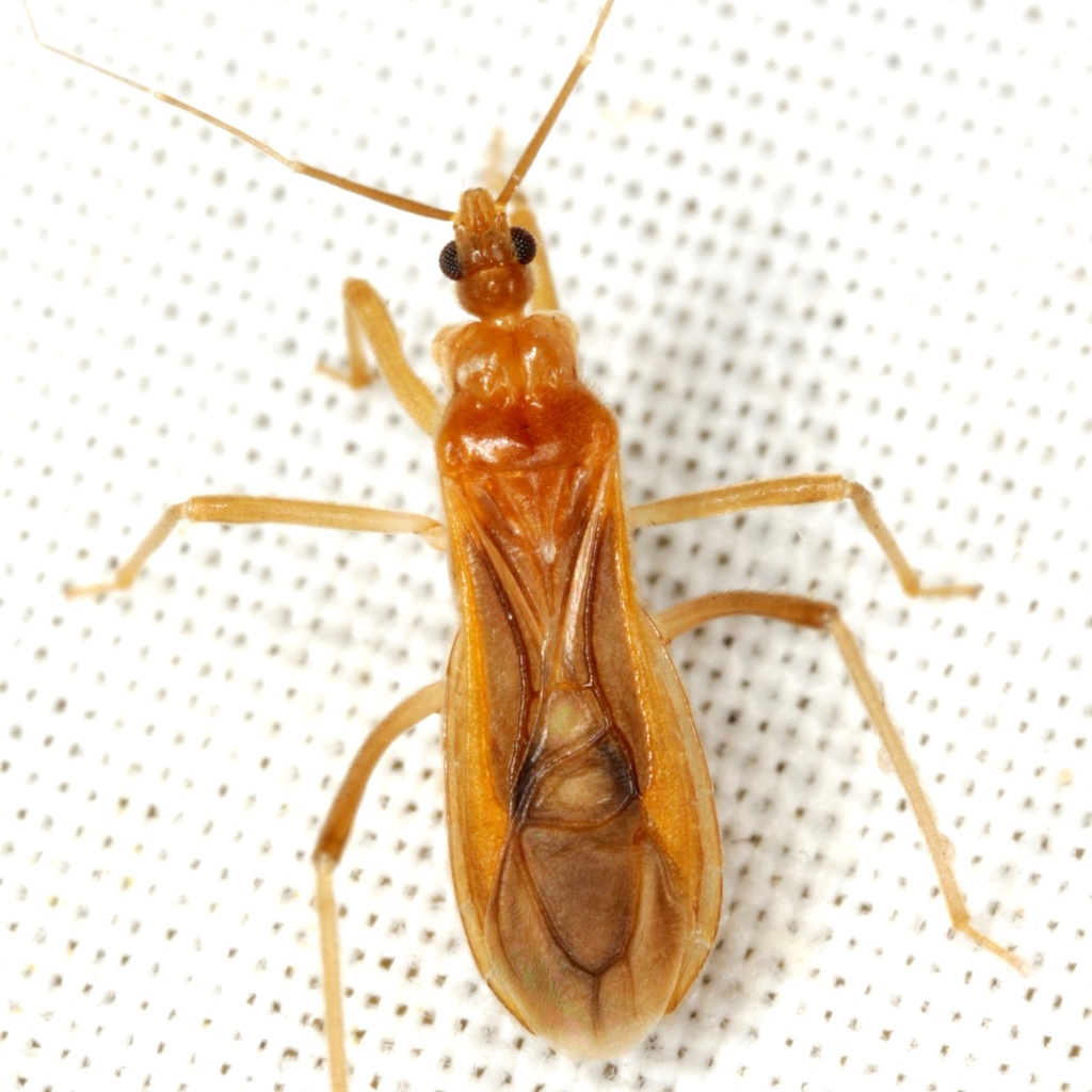 Oncerotrachelus pallidus