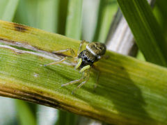 Heliophanus flavipes