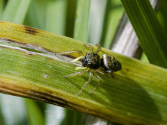 Heliophanus flavipes