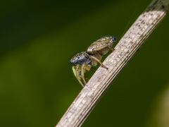 Heliophanus flavipes