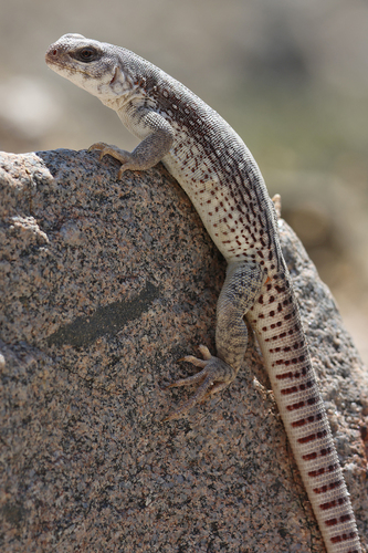 Desert Iguana