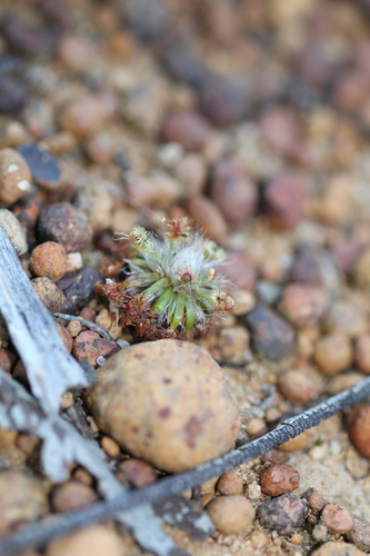 Drosera hyperostigma (Drosera hyperostigma)