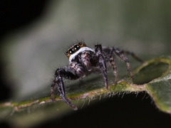 Pseudicius encarpatus