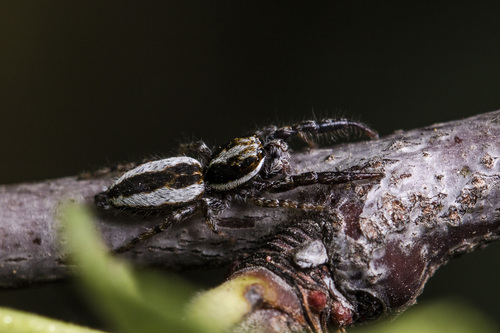 Pseudicius encarpatus