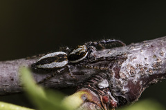 Pseudicius encarpatus