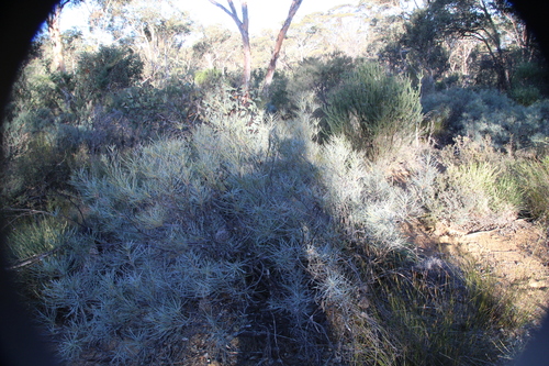 Image of Banksia sphaerocarpa by (c) Em Lamond, some rights reserved (CC BY)