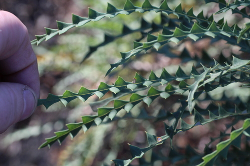 Image of Banksia nobilis by (c) Em Lamond, some rights reserved (CC BY)