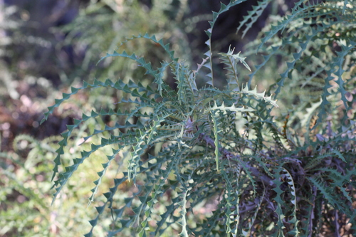 Image of Banksia nobilis by (c) Em Lamond, some rights reserved (CC BY)