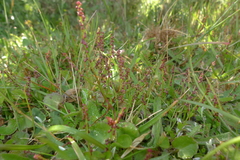 Gonocarpus micranthus micranthus