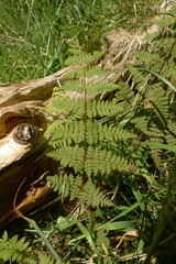 Hypolepis rufobarbata