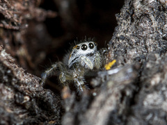 Pseudicius encarpatus