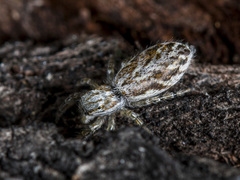 Pseudicius encarpatus