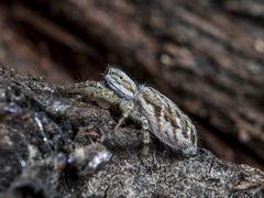 Pseudicius encarpatus