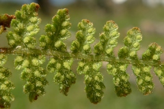 Hypolepis rufobarbata