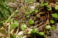 Hydrocotyle microphylla