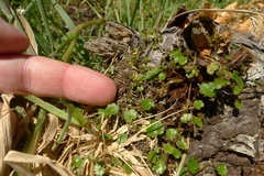 Hydrocotyle microphylla