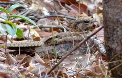 Caprimulgus vexillarius