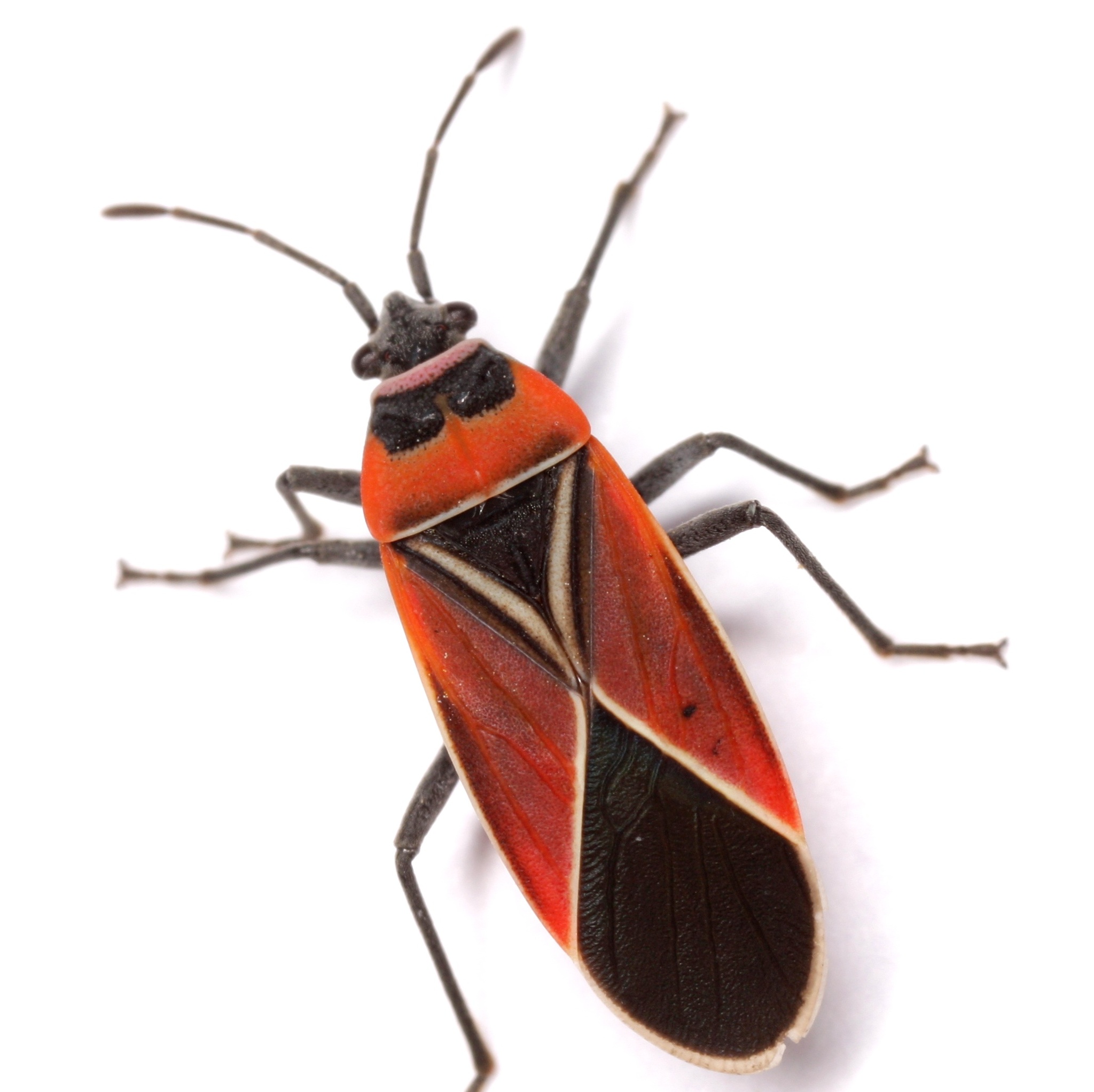 White-crossed Seed Bug (Neacoryphus bicrucis) · iNaturalist