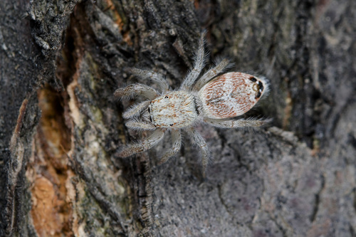 Pseudicius cinctus
