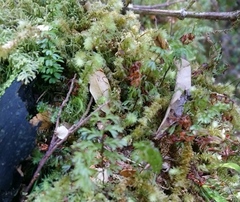 Hymenophyllum cupressiforme
