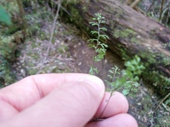 Hymenophyllum cupressiforme