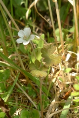 Geranium microphyllum